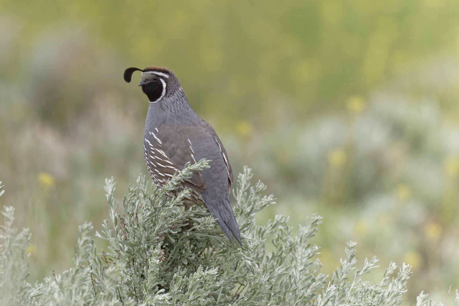 California Quail
