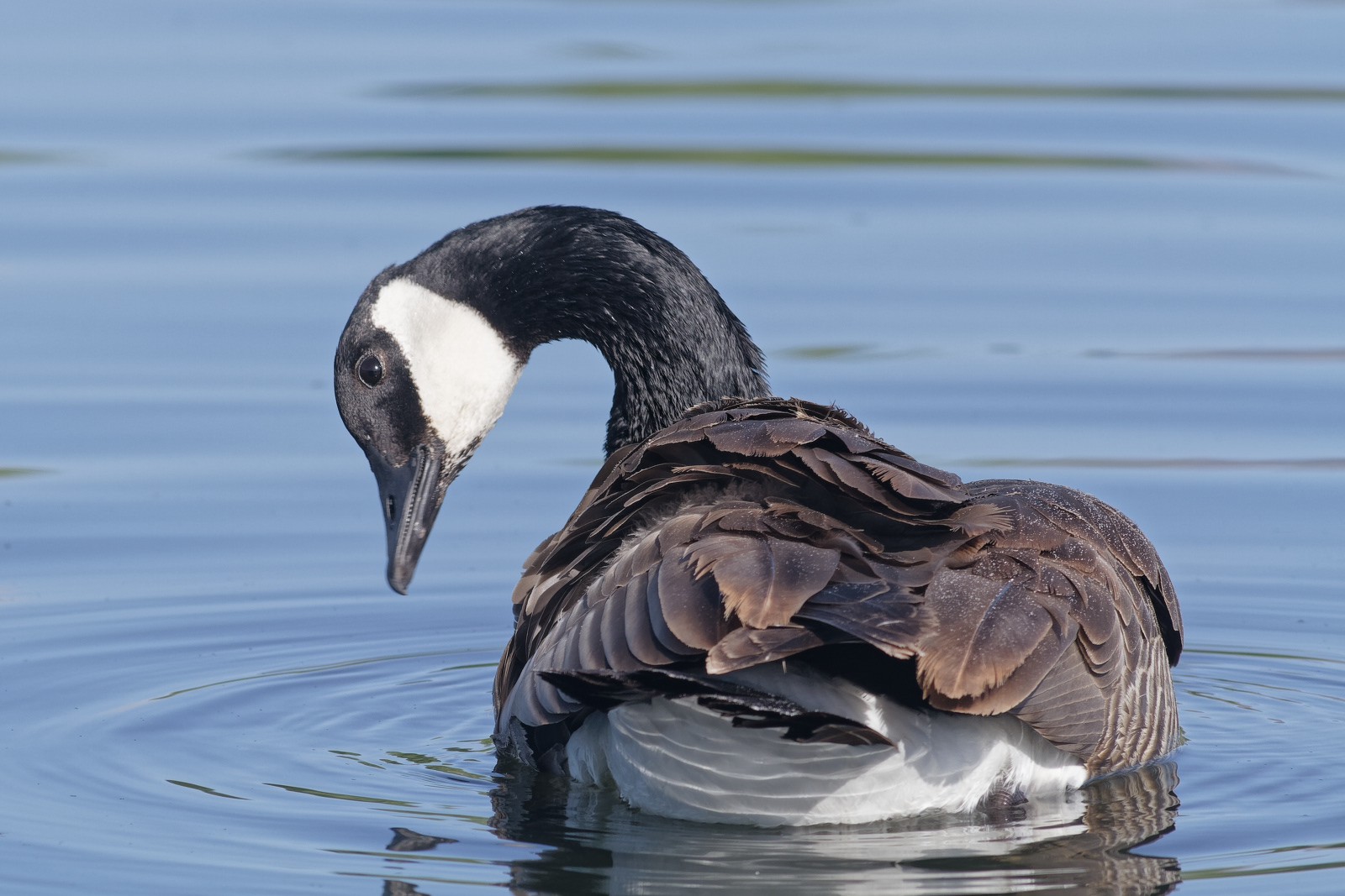 Canada Goose