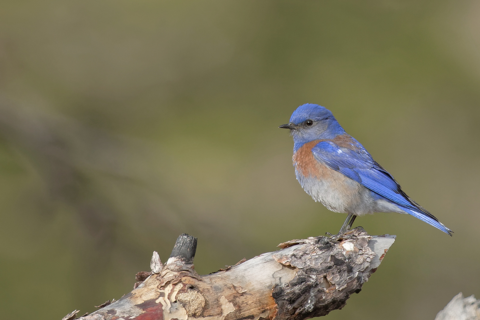 Western Bluebird