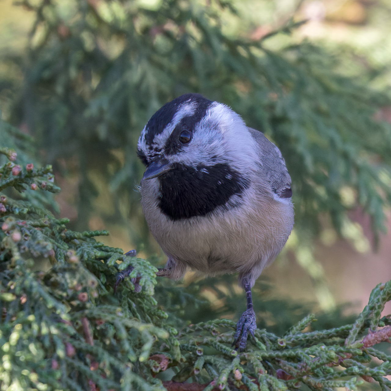 Mountain Chickadee