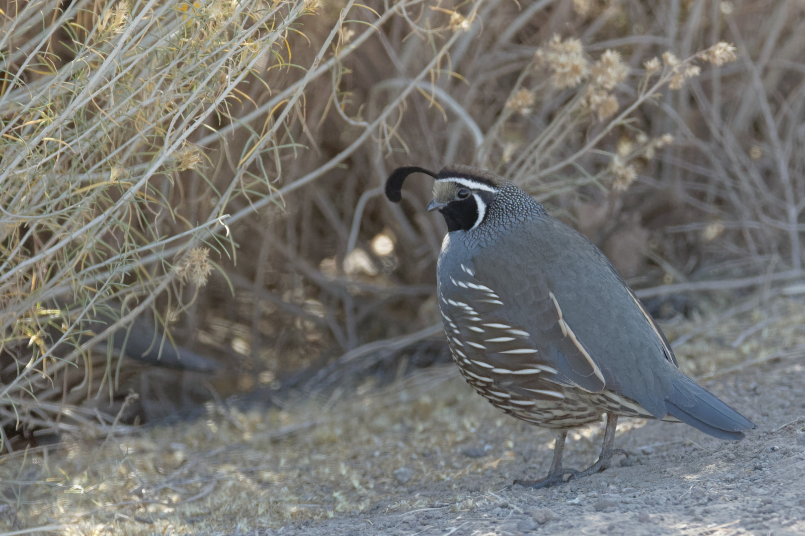 California Quail