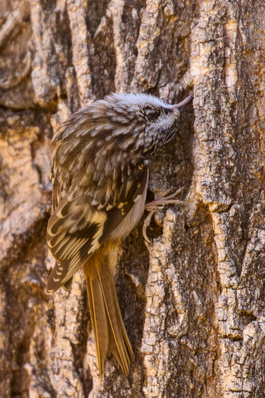 Brown Creeper