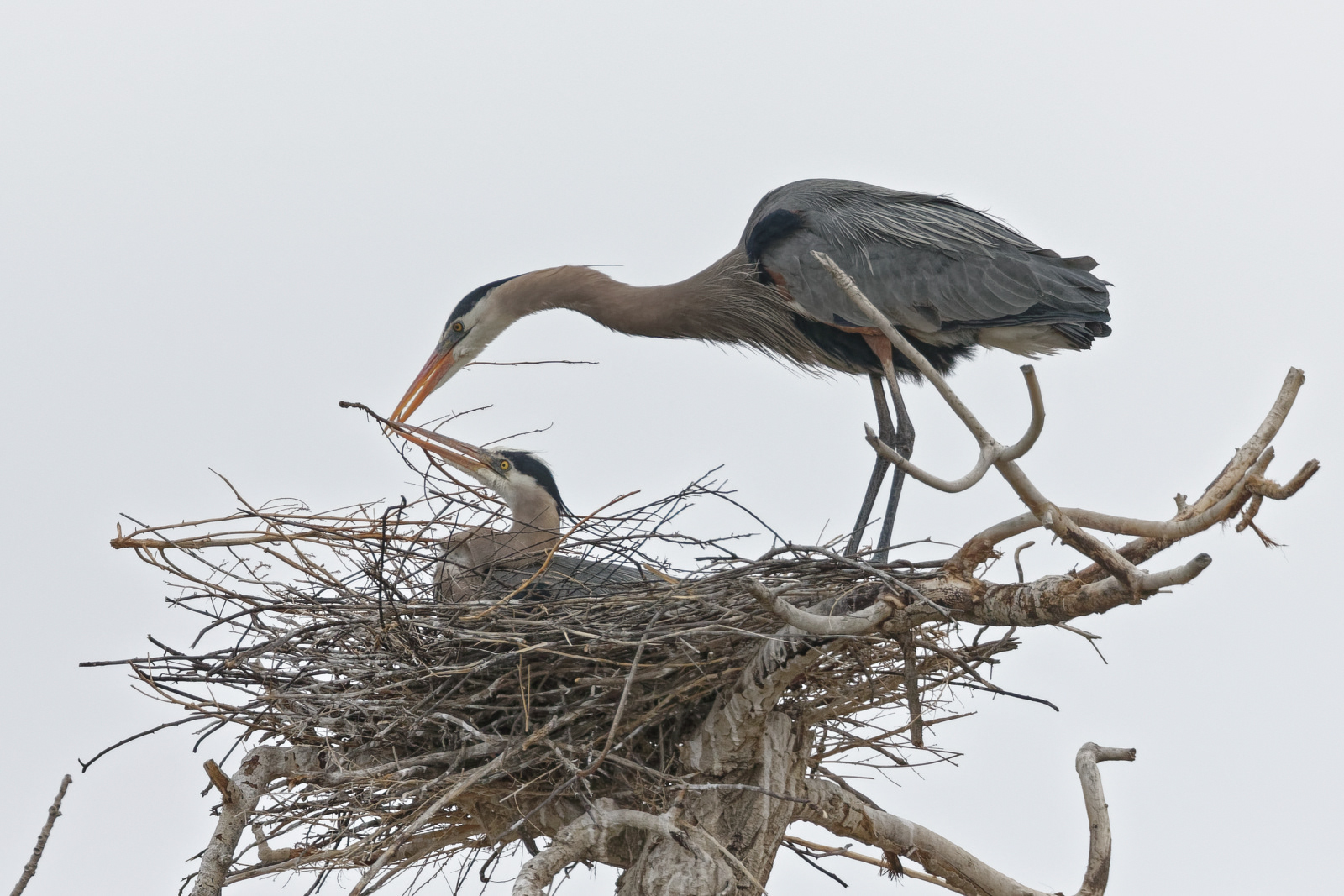 Great Blue Heron
