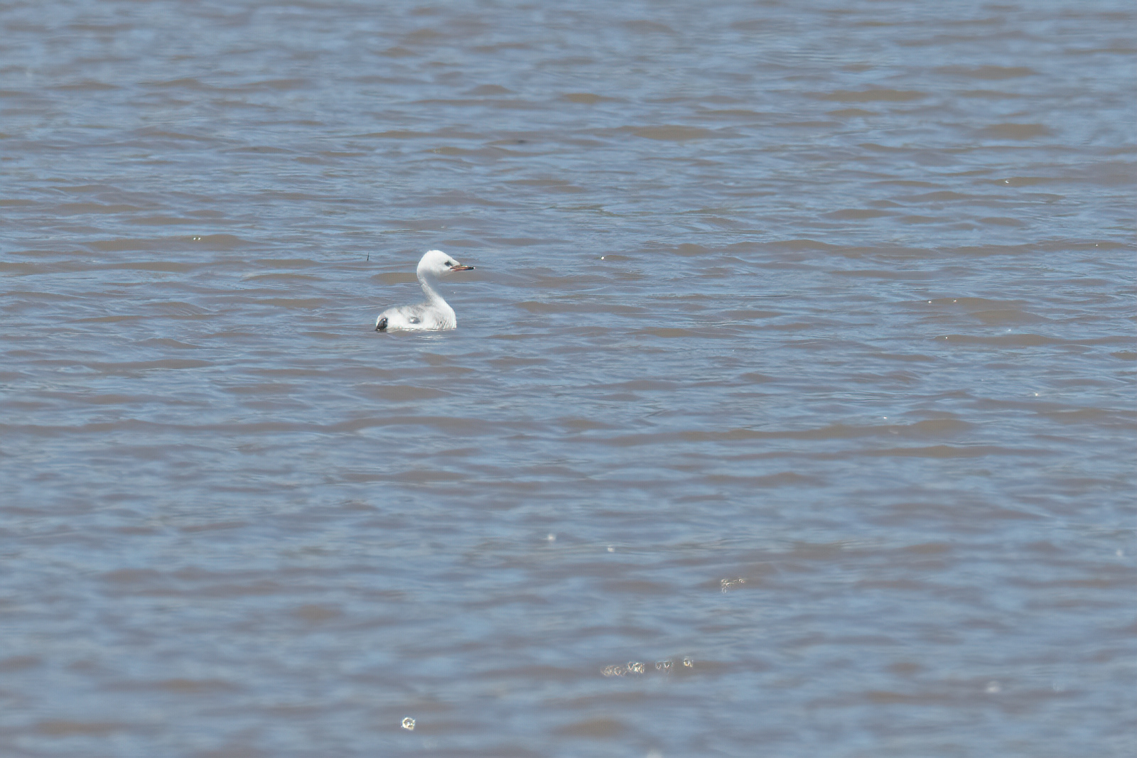 Western Grebe juvenile
