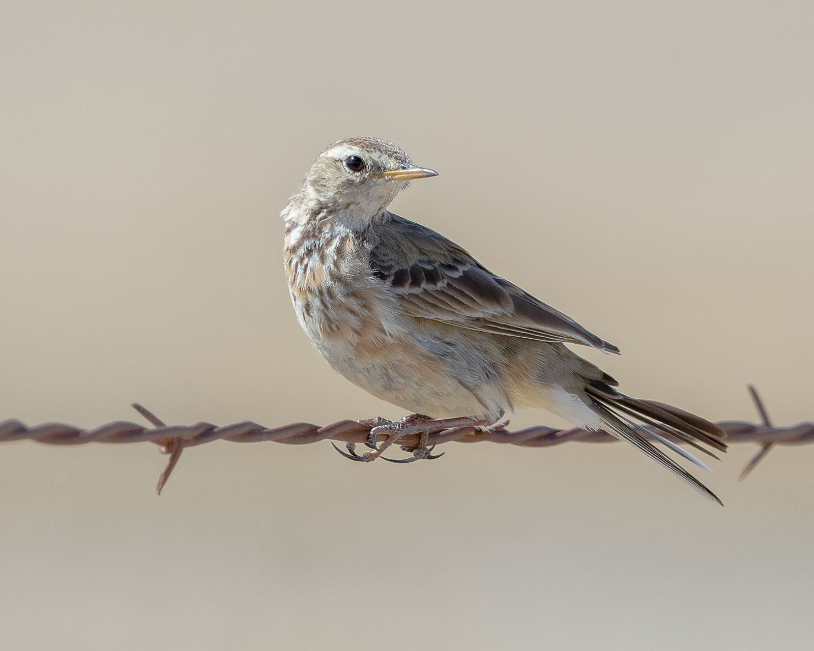 American Pipit