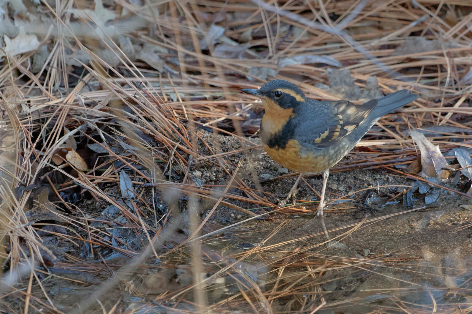 Varied Thrush