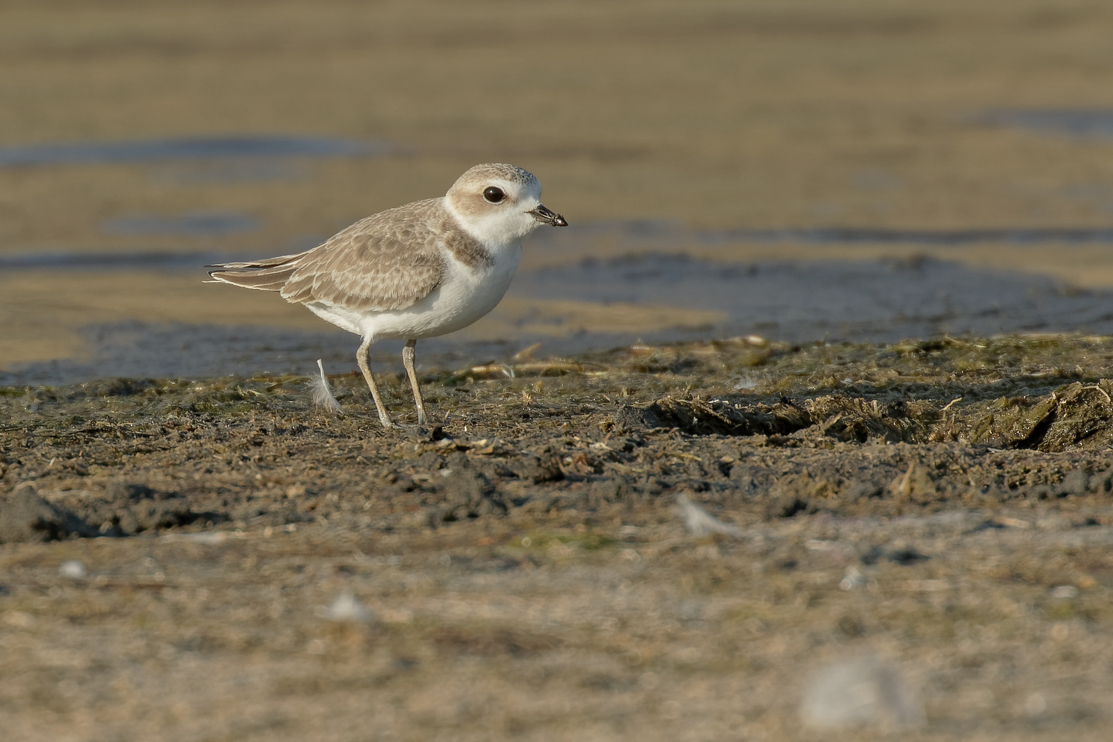 Snowy Plover