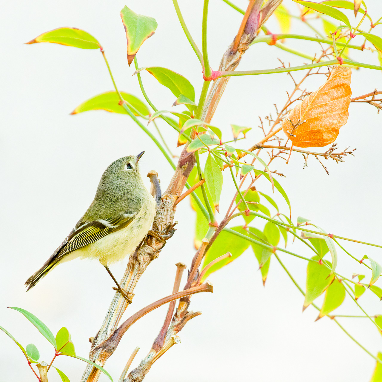 Ruby-crowned Kinglet