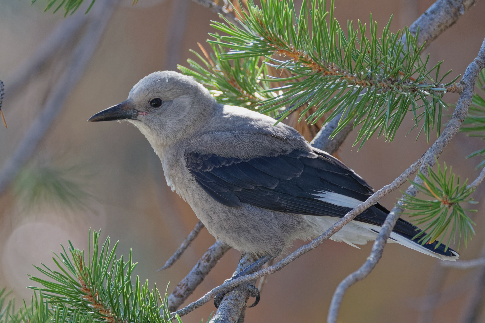 Clark's Nutcracker