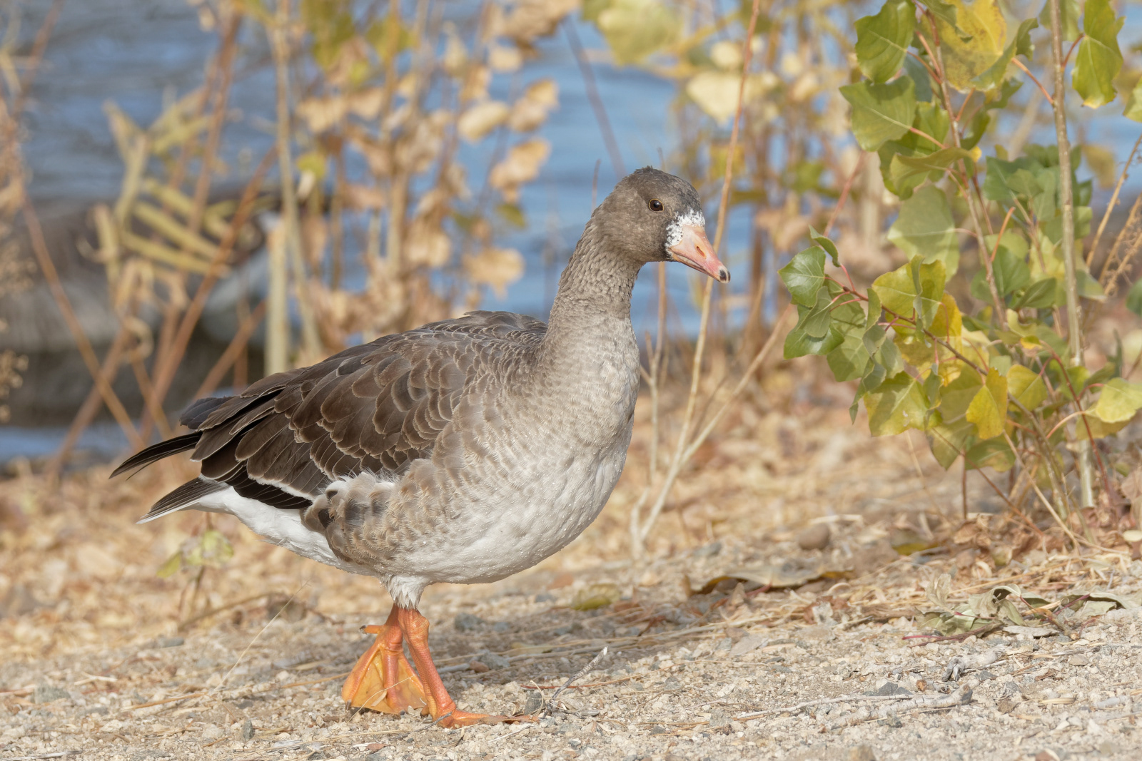Greater White-fronted Goose