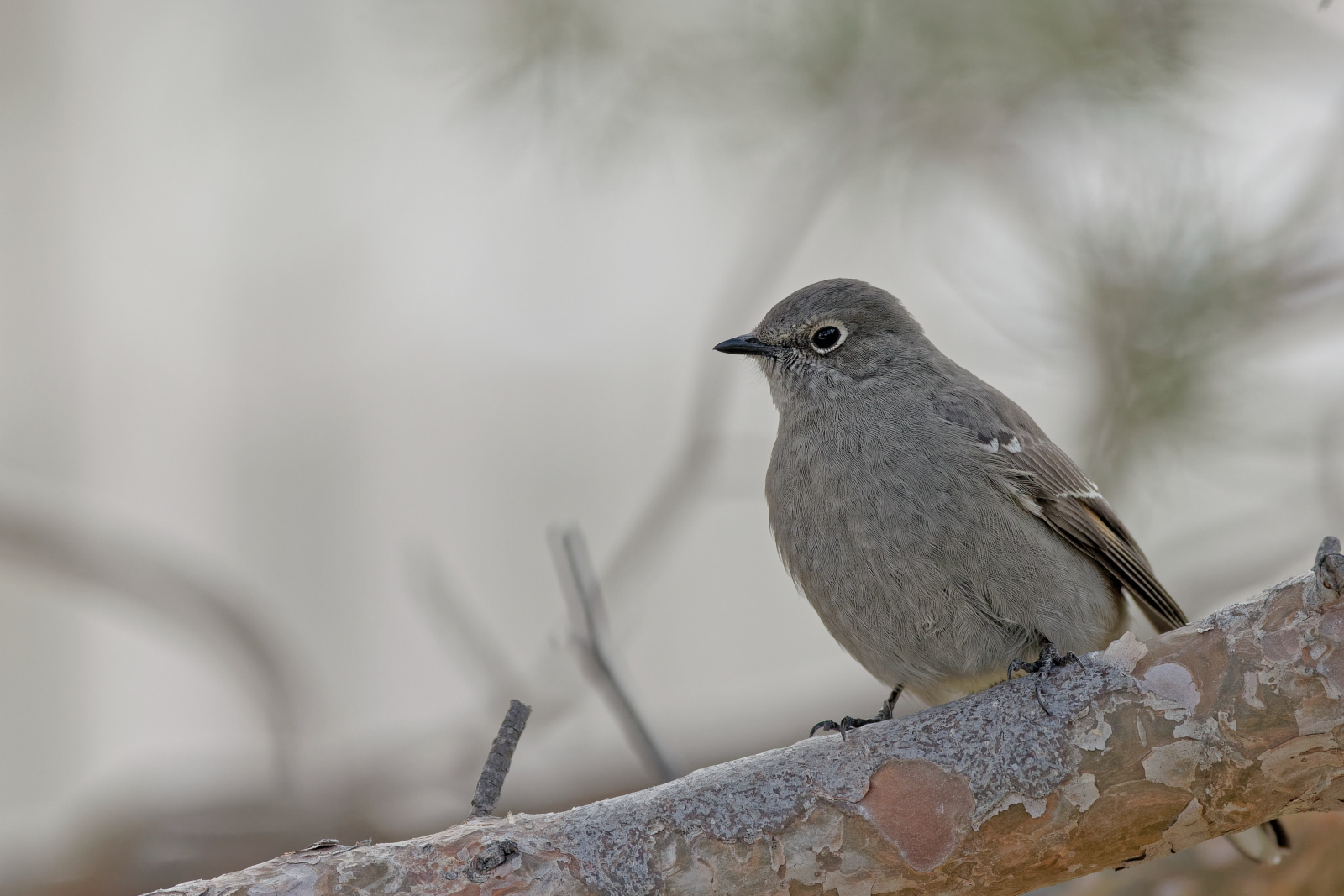 Townsend's Solitaire