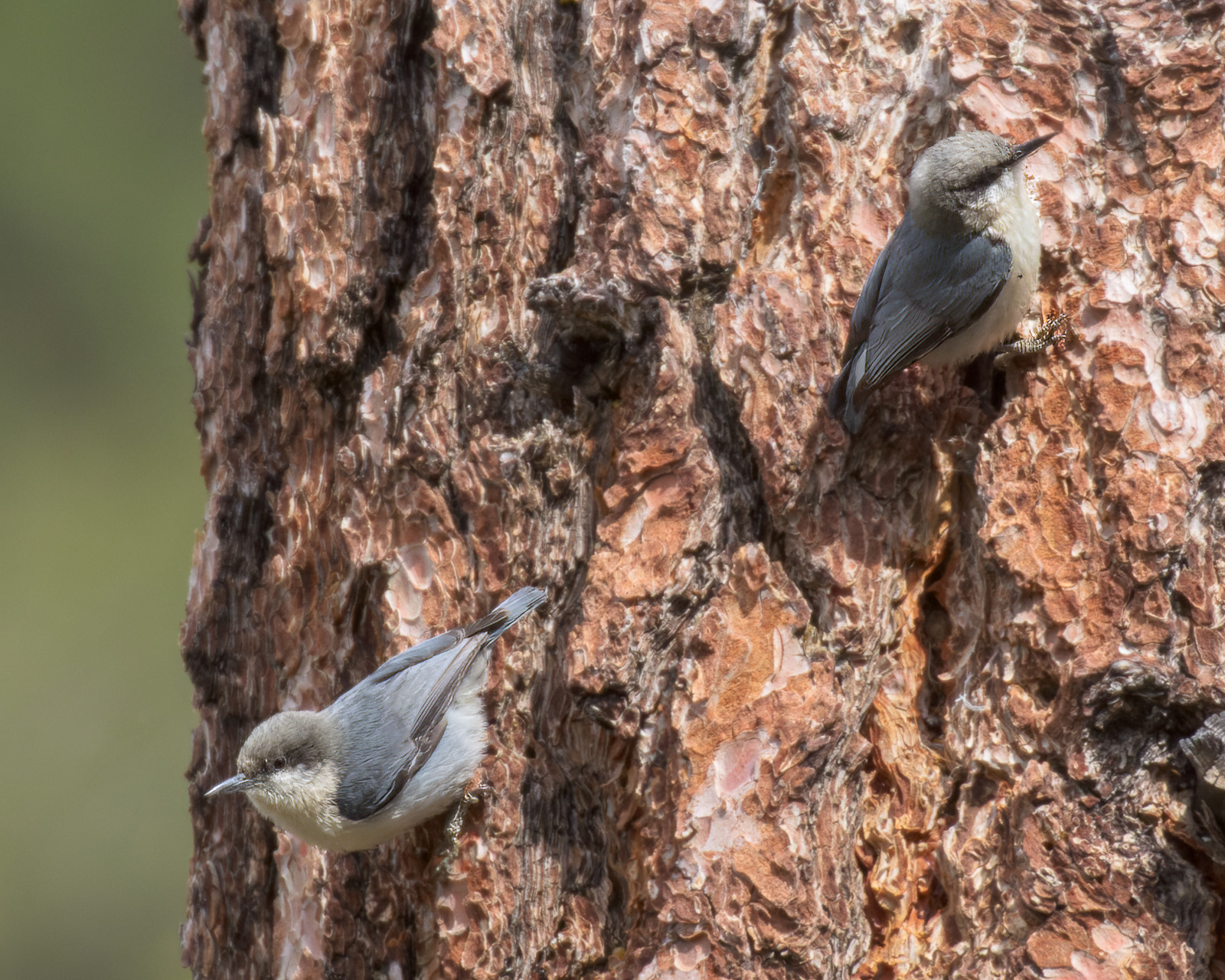 Pygmy Nuthatches