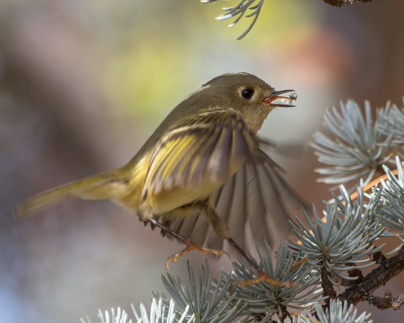 Ruby-crowned Kinglet