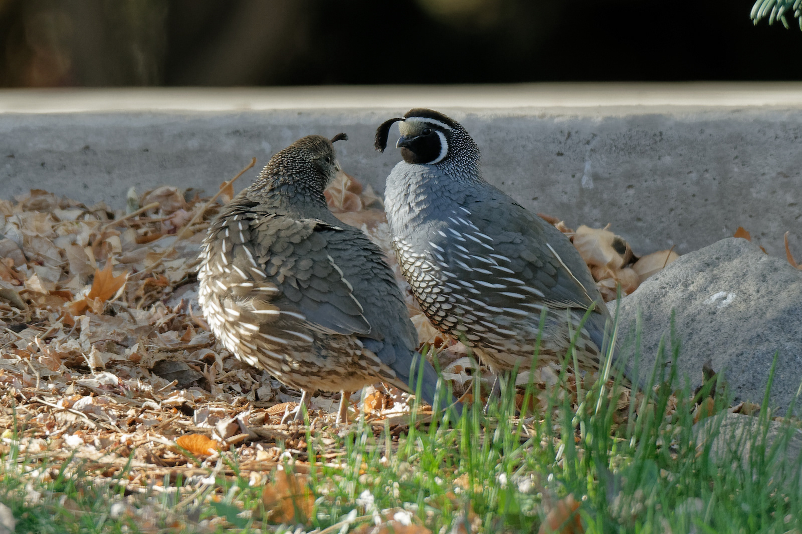 California Quail