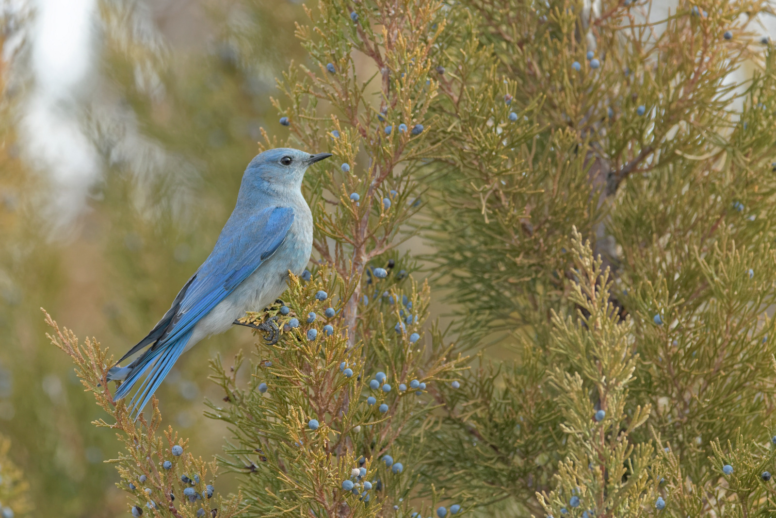 Mountain Bluebird male