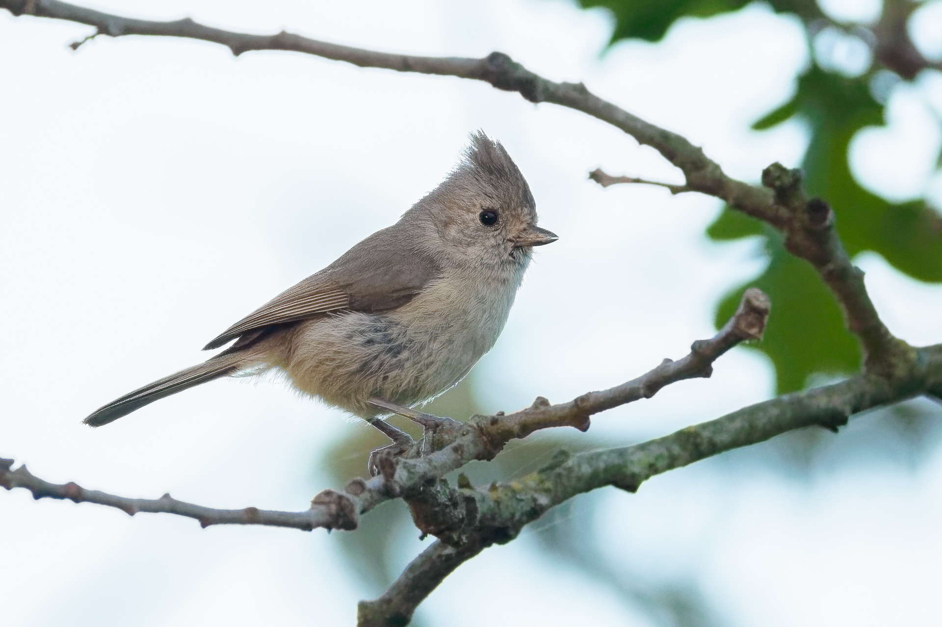 Oak Titmouse