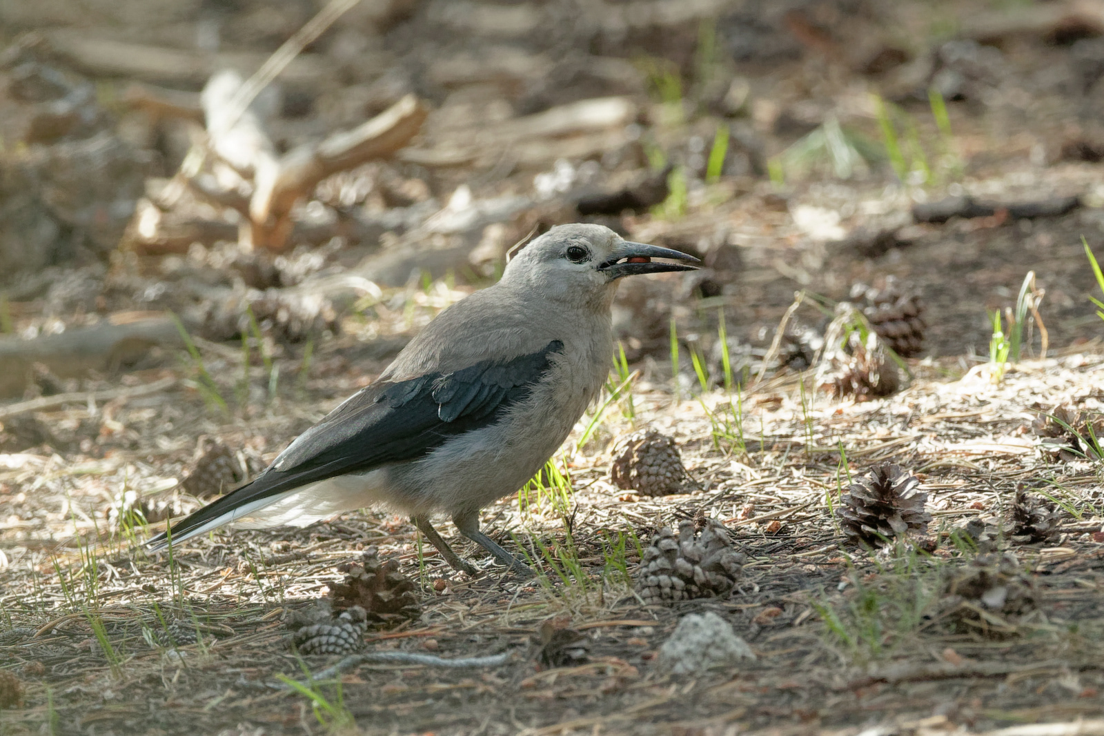 Clark's Nutcracker