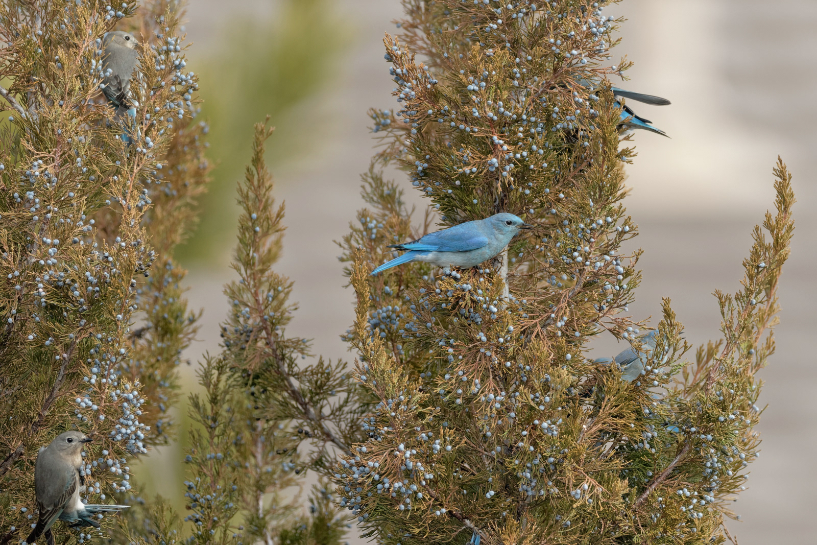 Mountain Bluebirds males and females