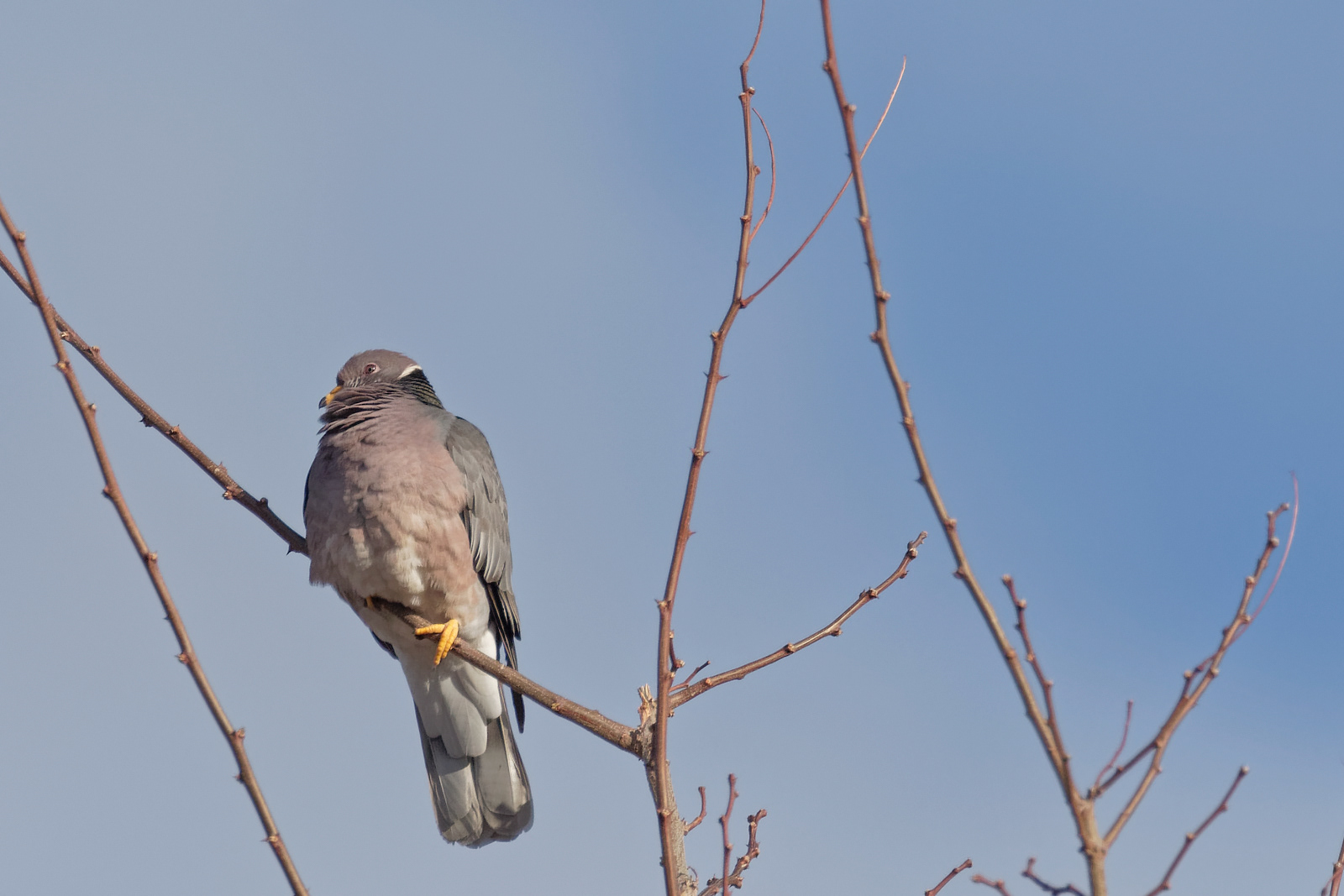 Band-tailed Pigeons