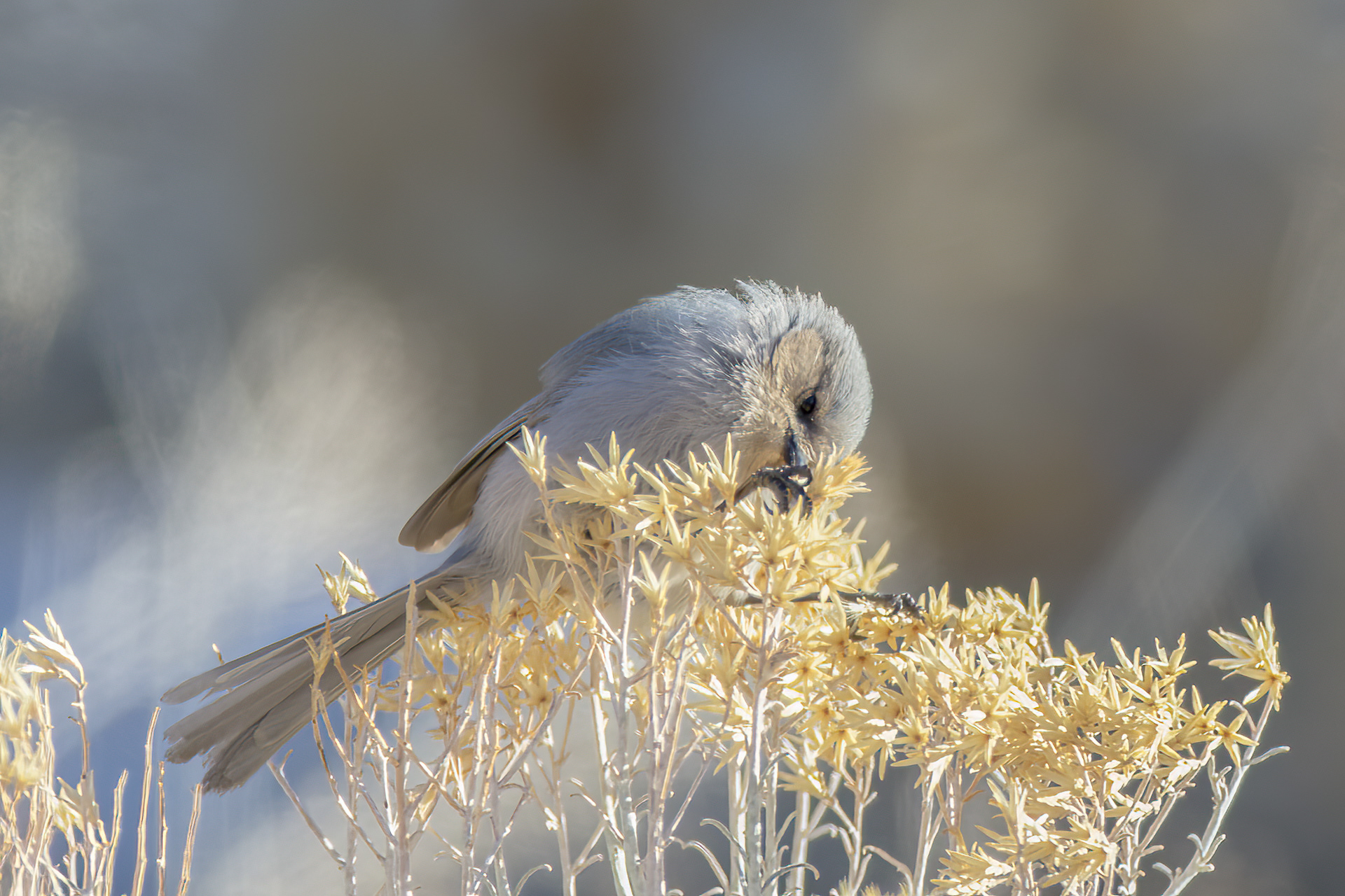 Bushtit