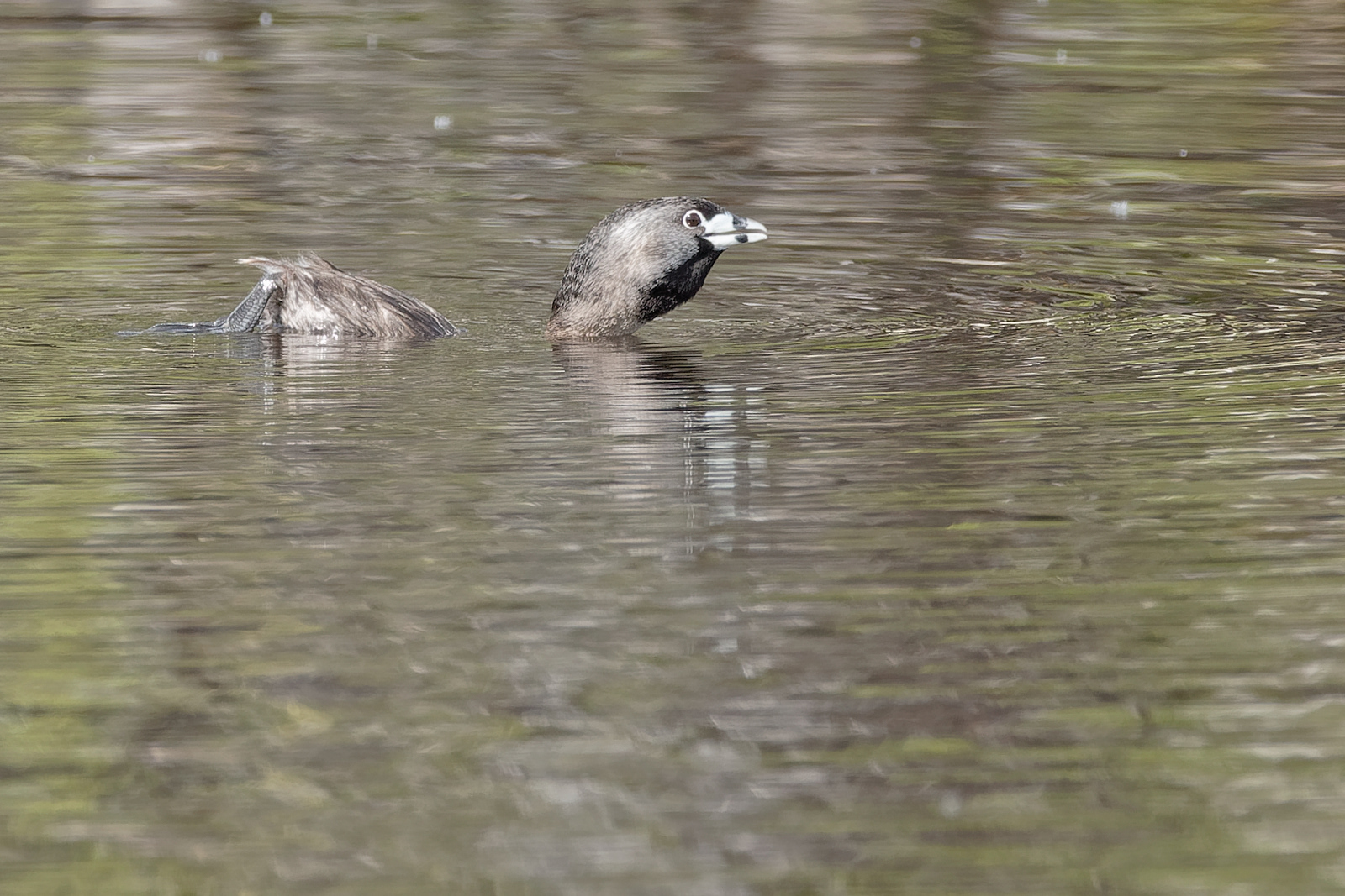 Pied-billed Grebe