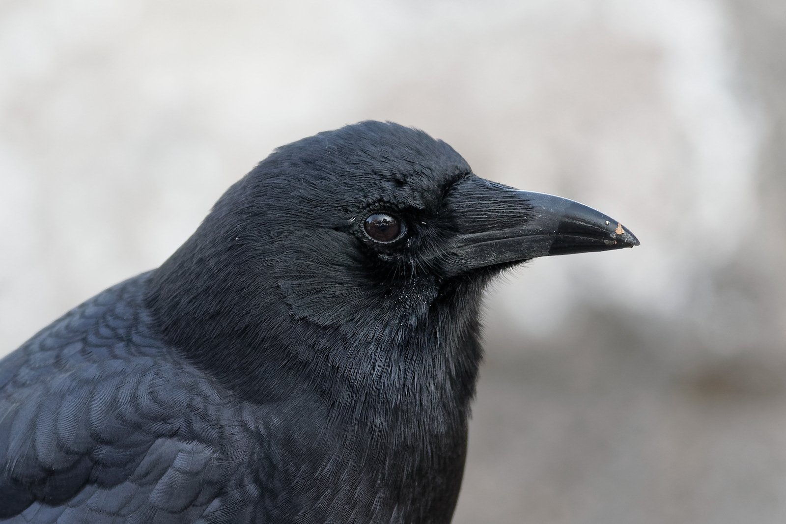 American Crow