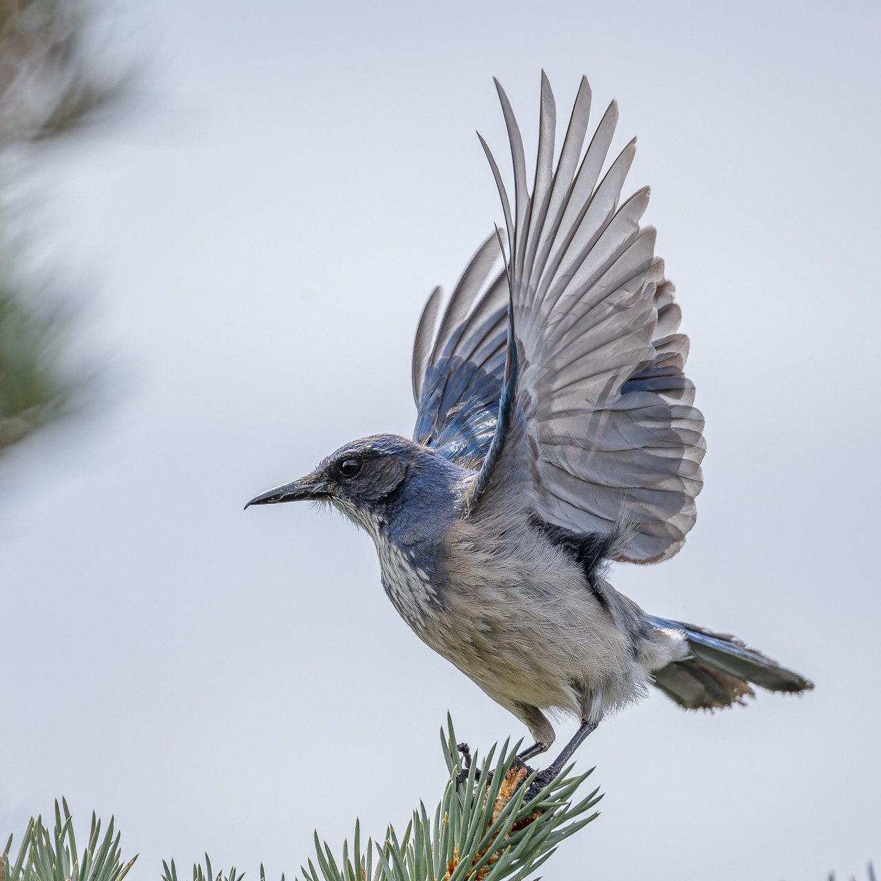Woodhouse's Scrub-jay