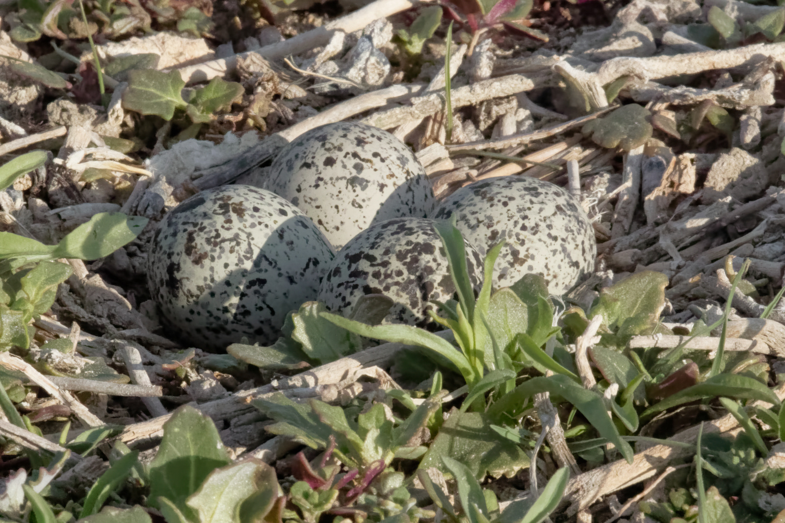 Killdeer