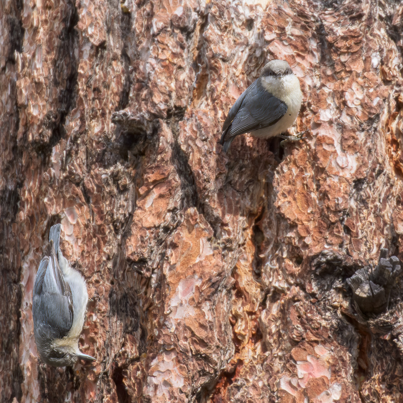 Pygmy Nuthatches