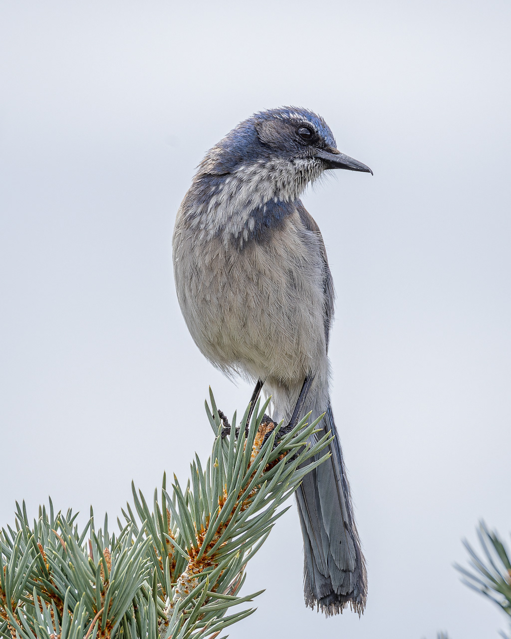 Woodhouse's Scrub-jay