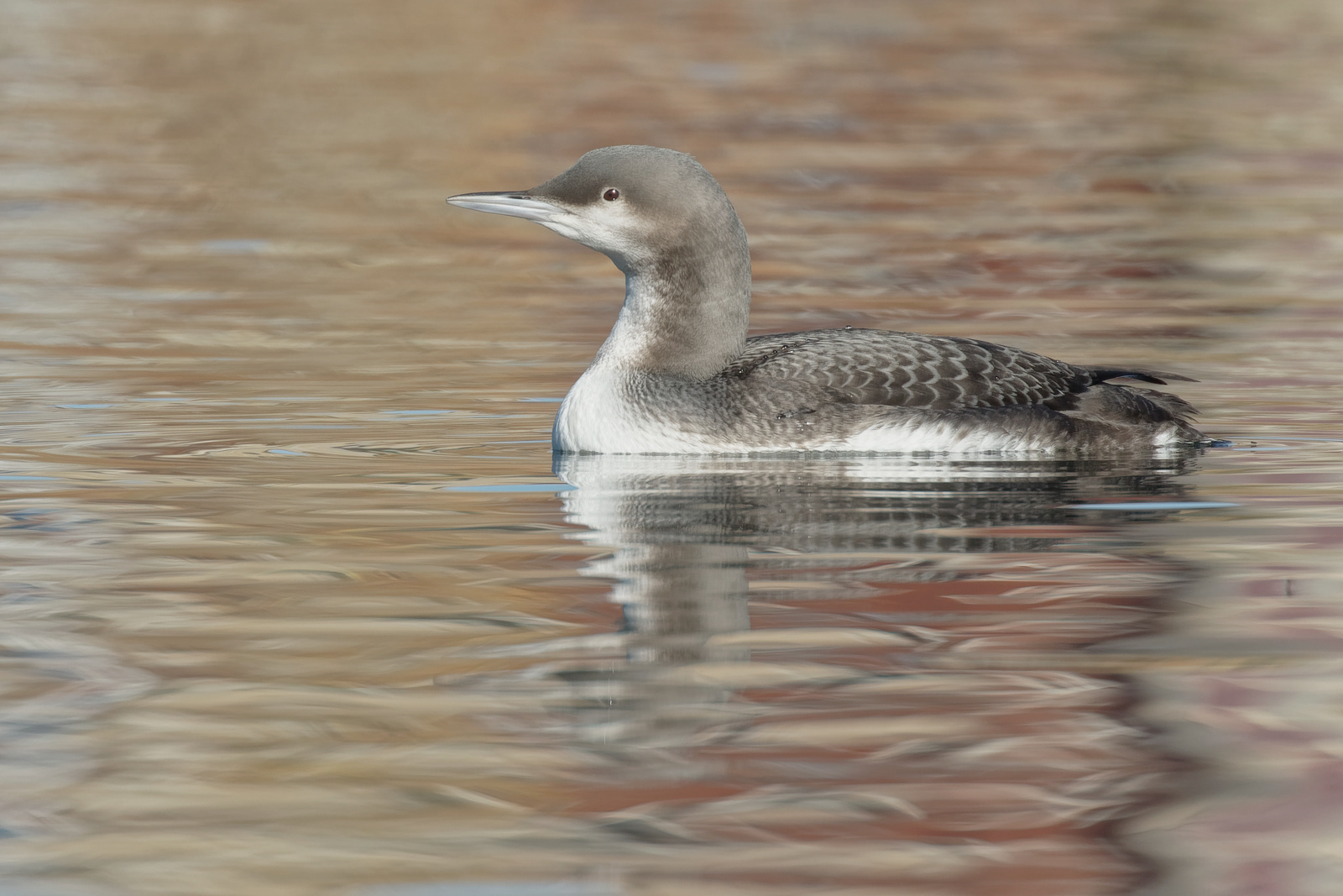 Pacific Loon