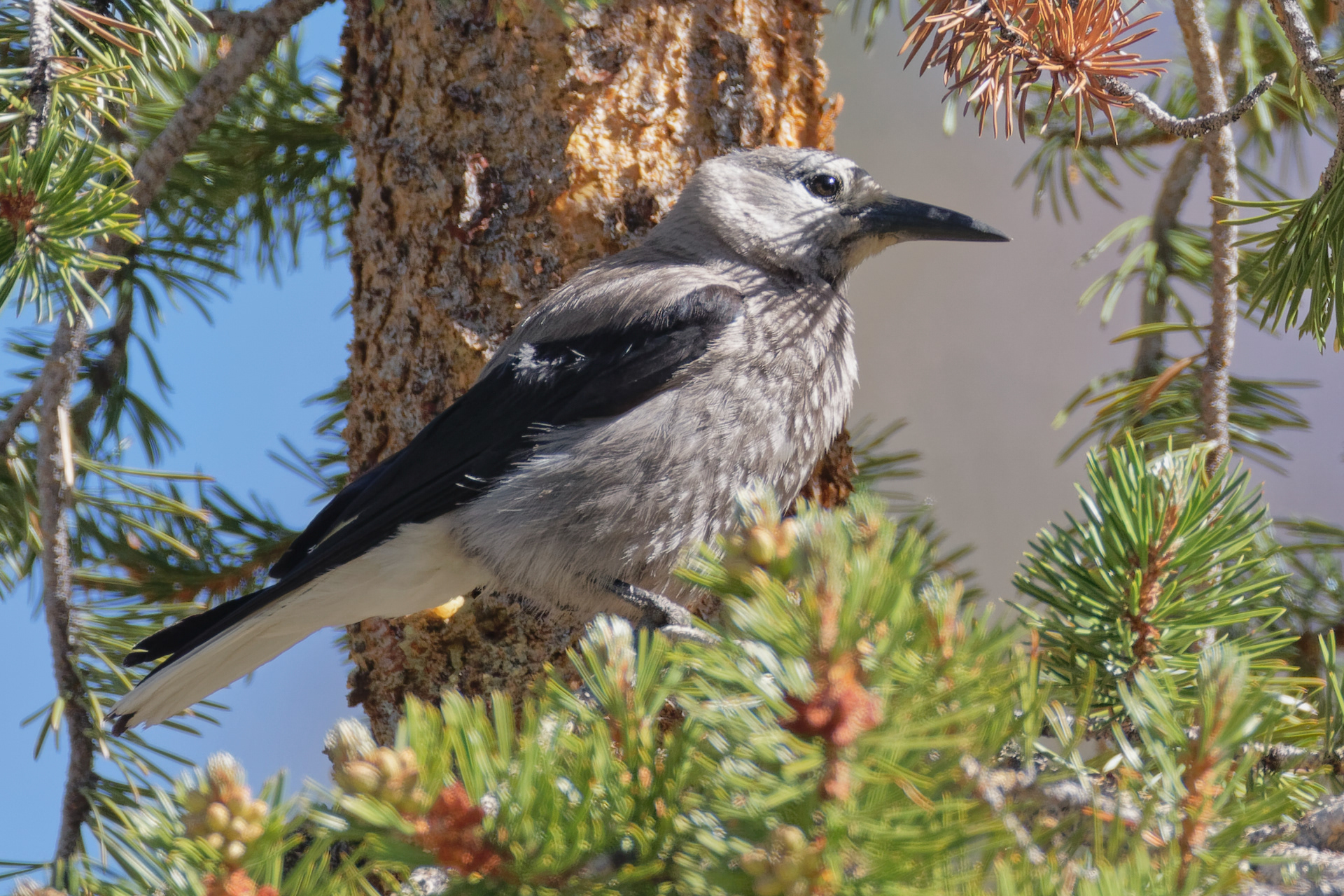 Clark's Nutcracker