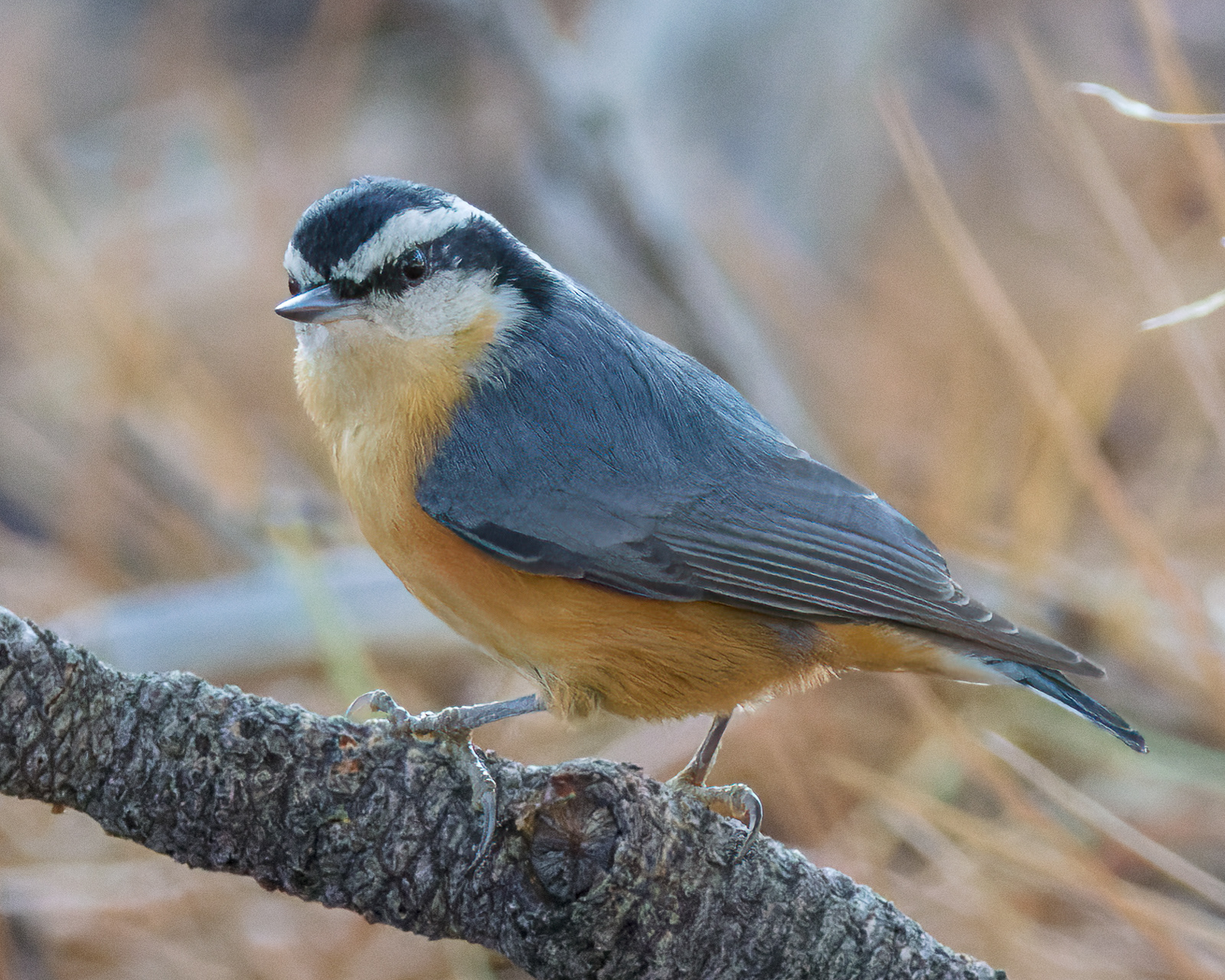 Red-breasted Nuthatch