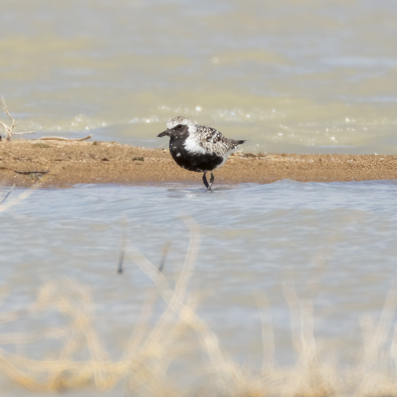 Black-bellied Plover
