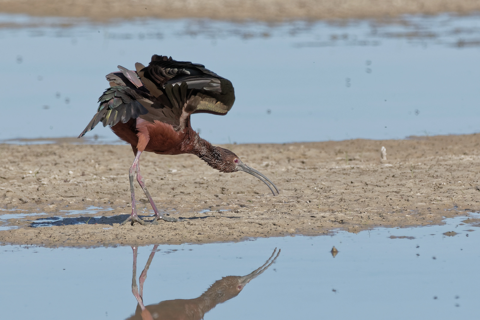 White-faced Ibis