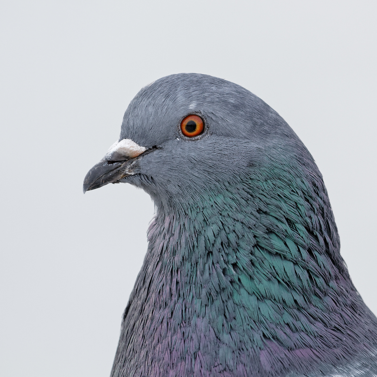 Feral Rock Pigeon