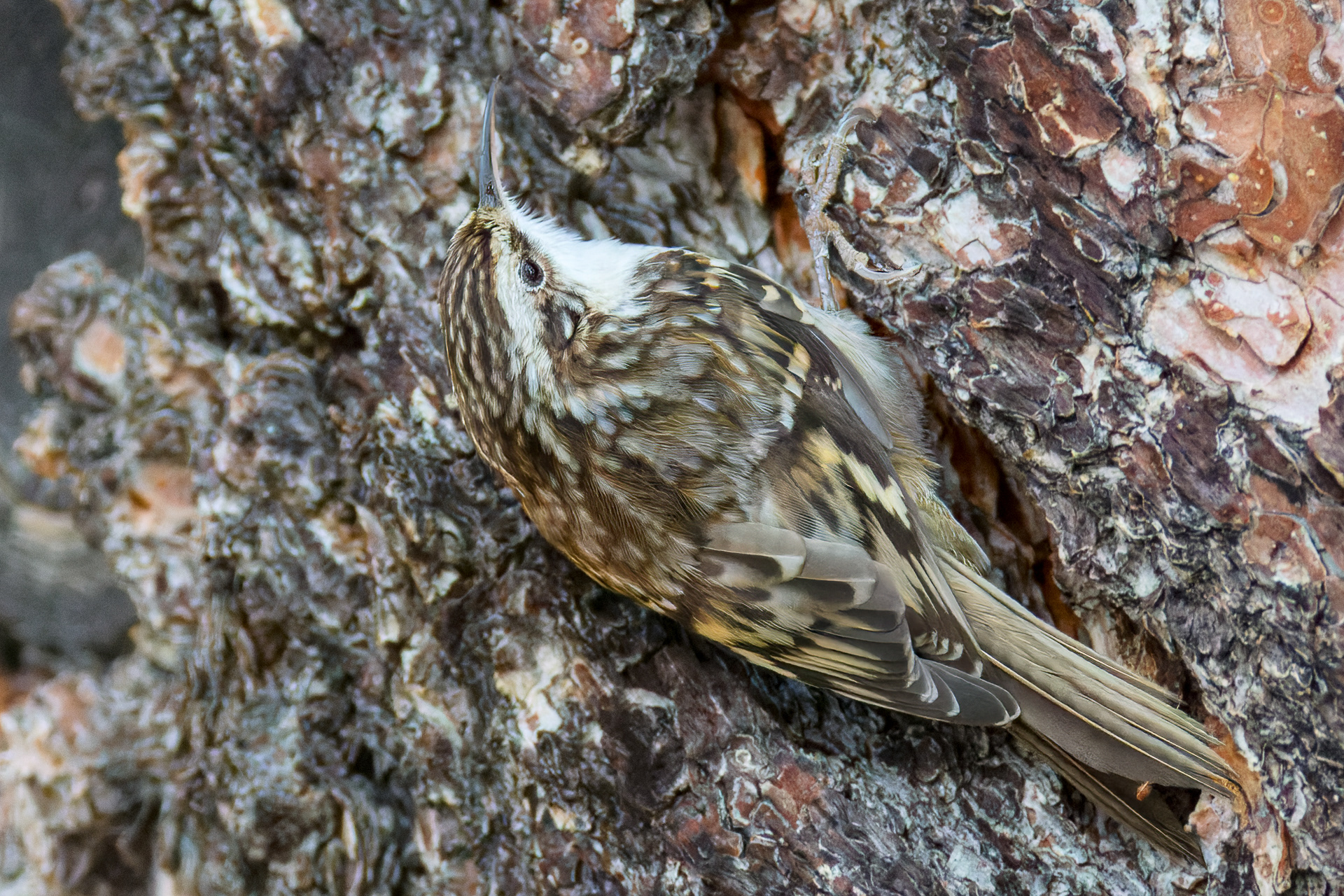 Brown Creeper