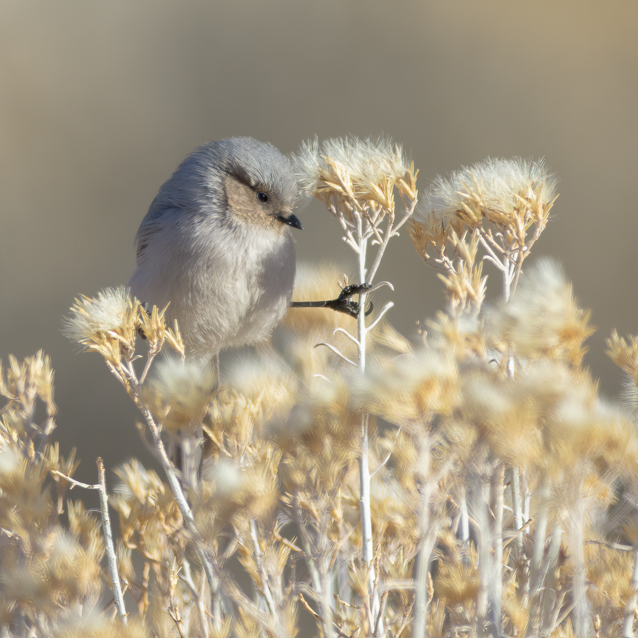 Bushtit