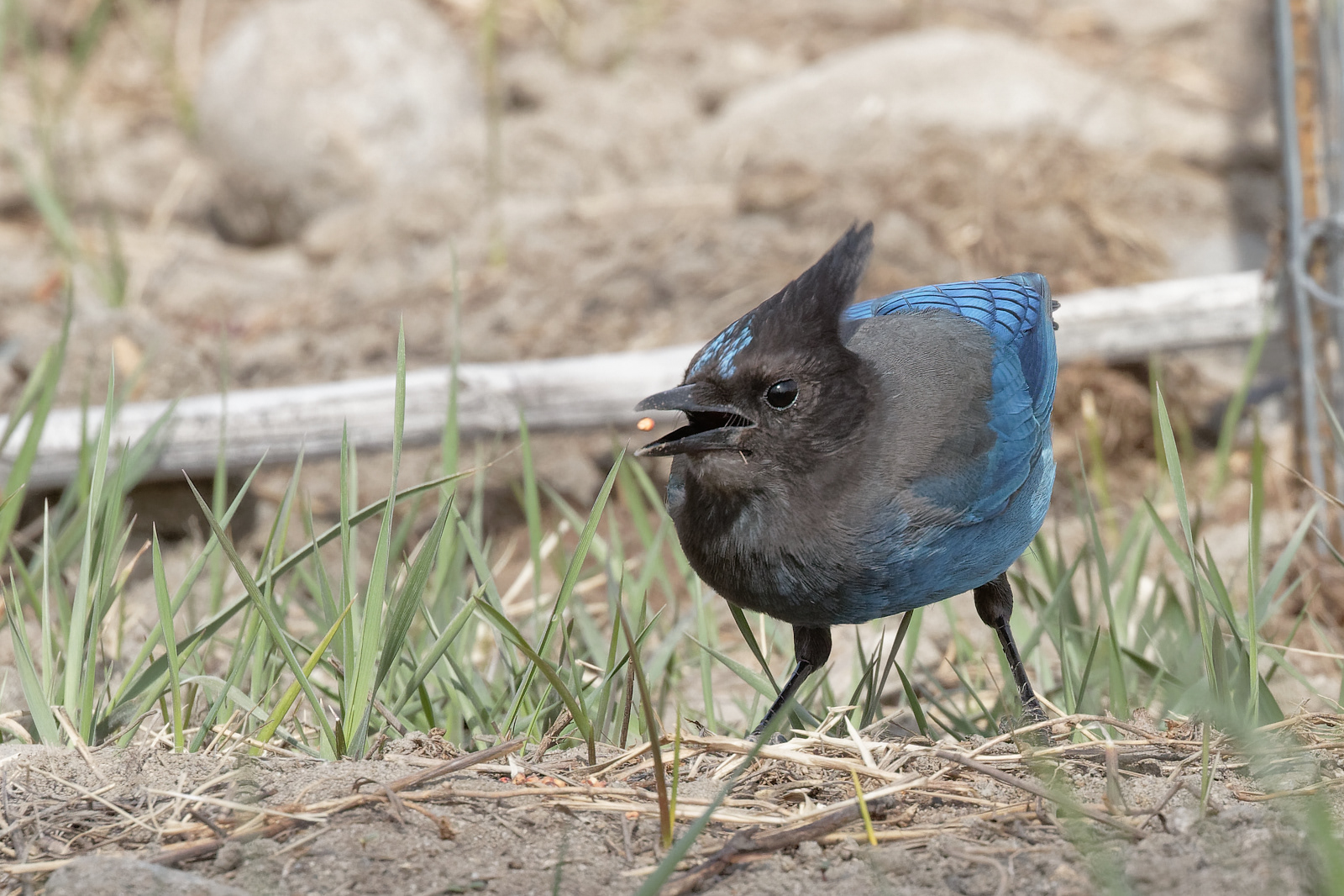Steller's Jay