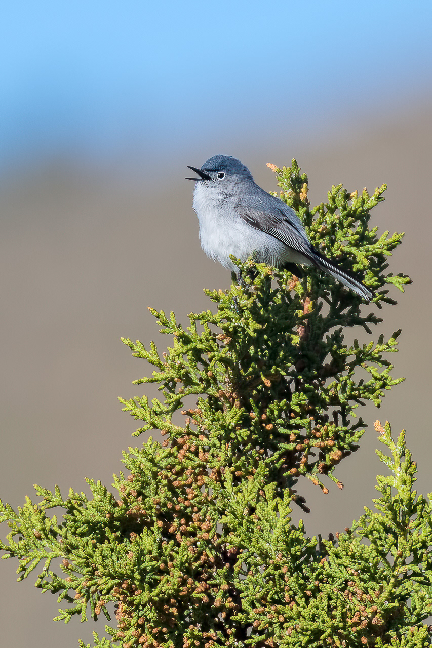 Blue-gray Gnatcatcher