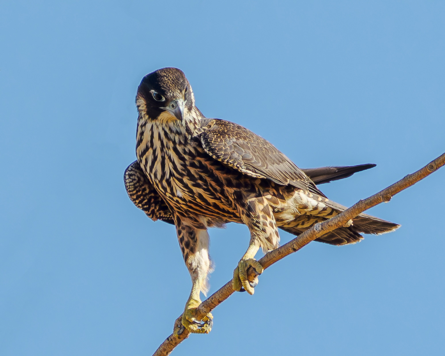 Peregrine Falcon juvenile
