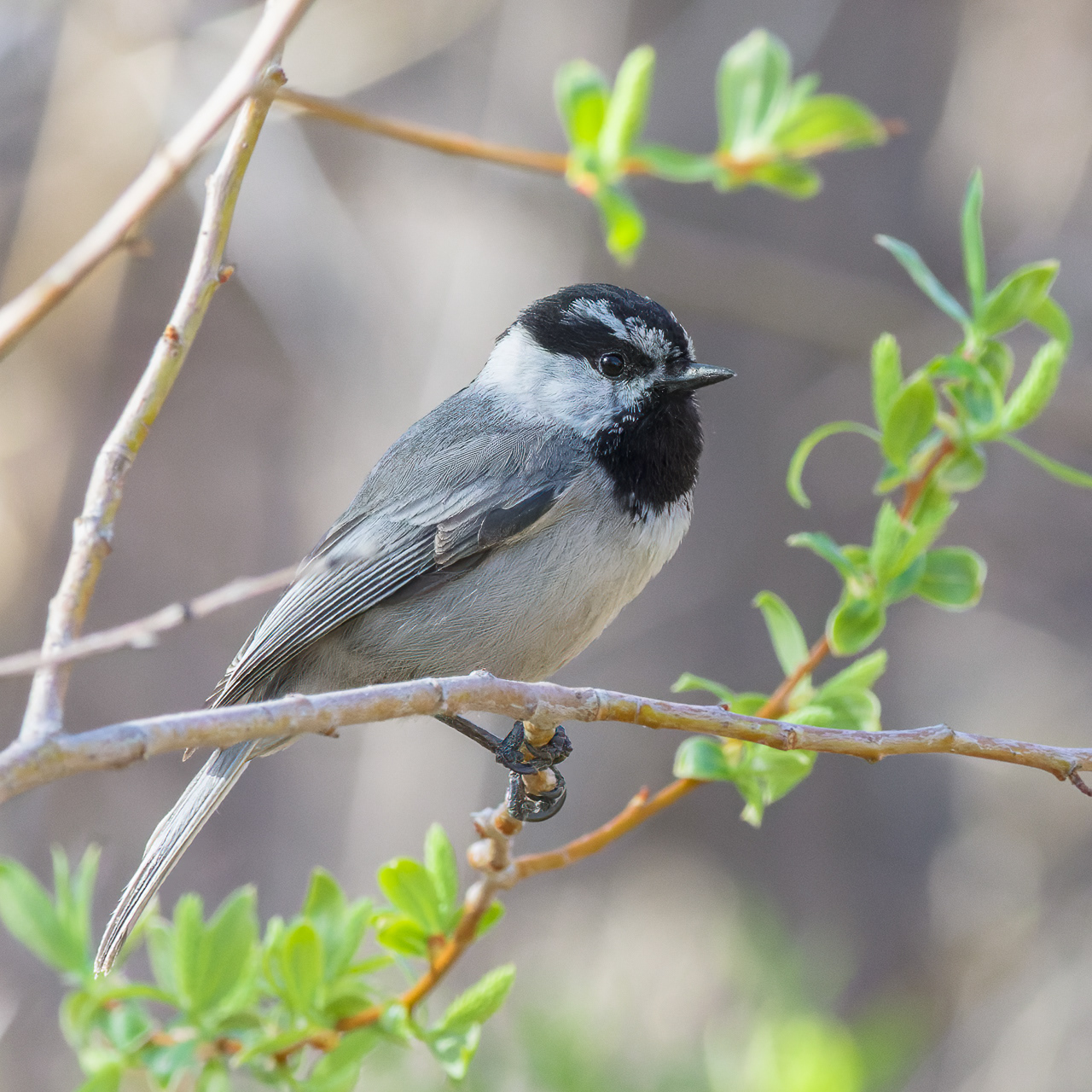 Mountain Chickadee