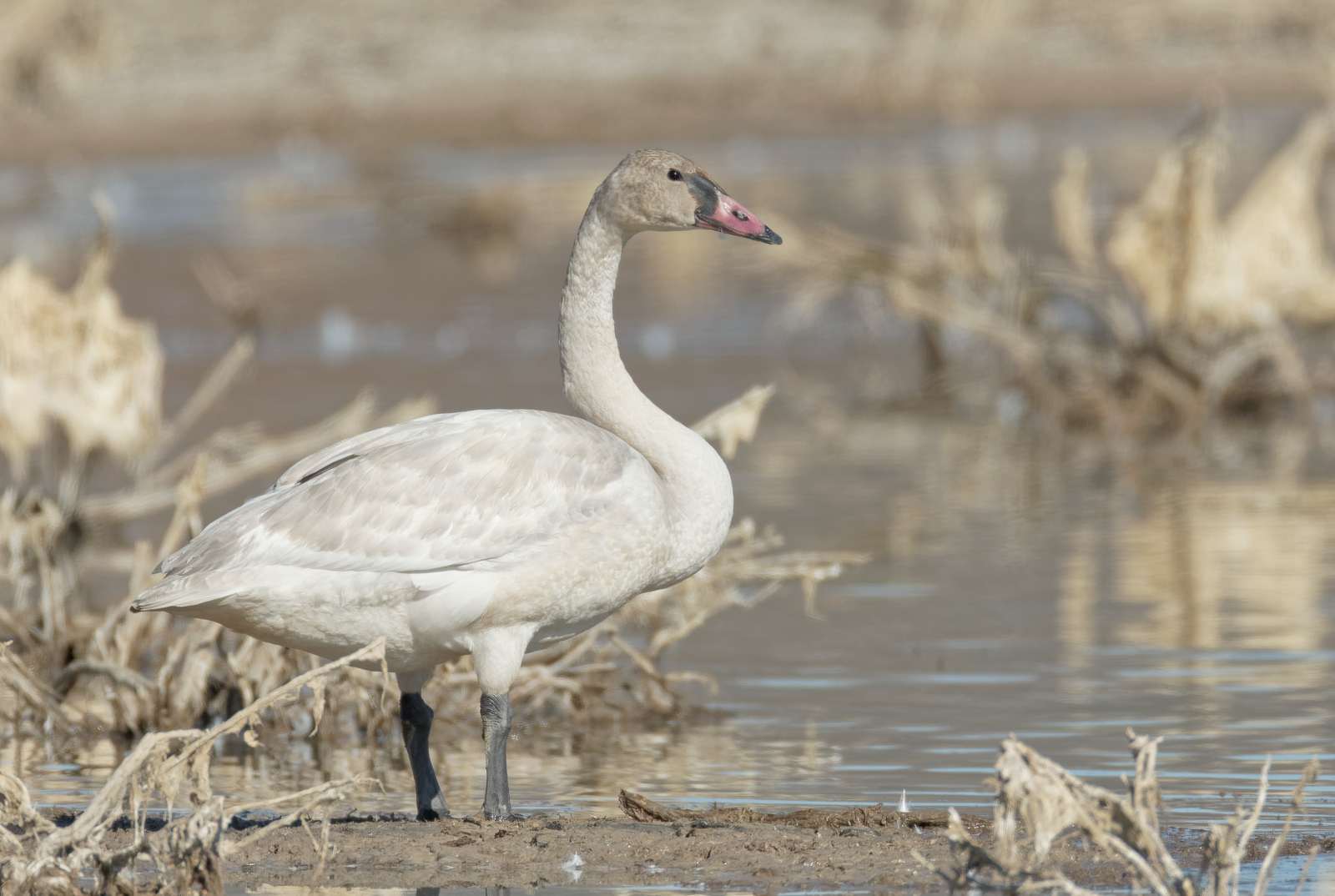 Tundra Swan juvenile