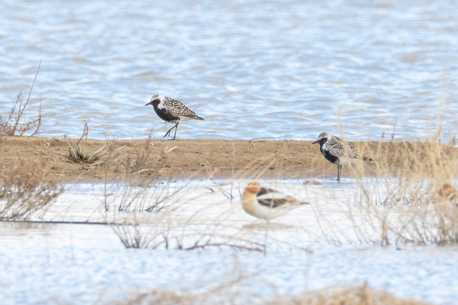 Black-bellied Plover