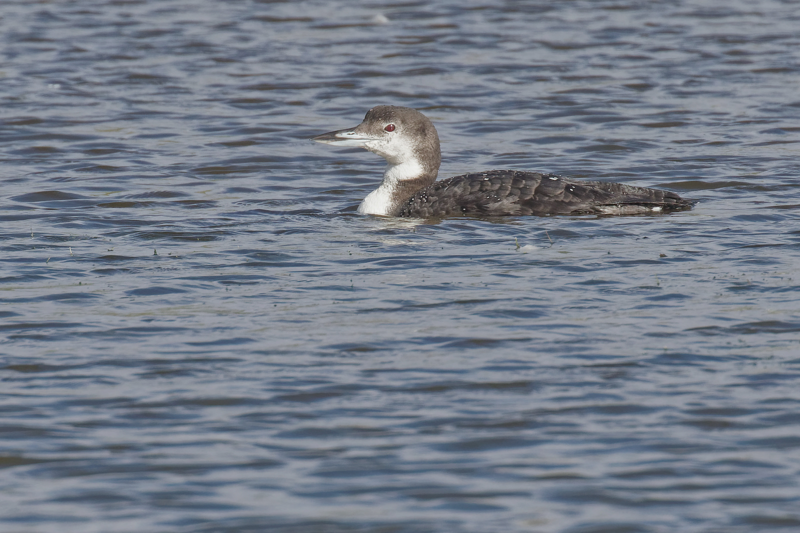 Common Loon