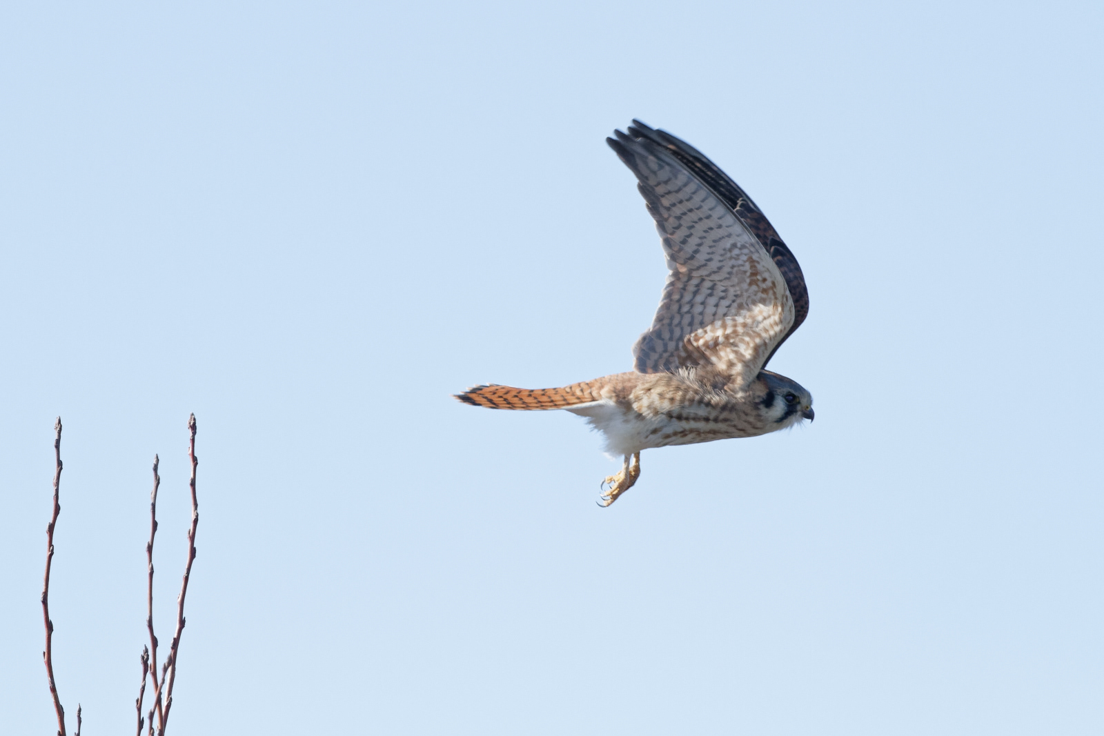 American Kestrel female