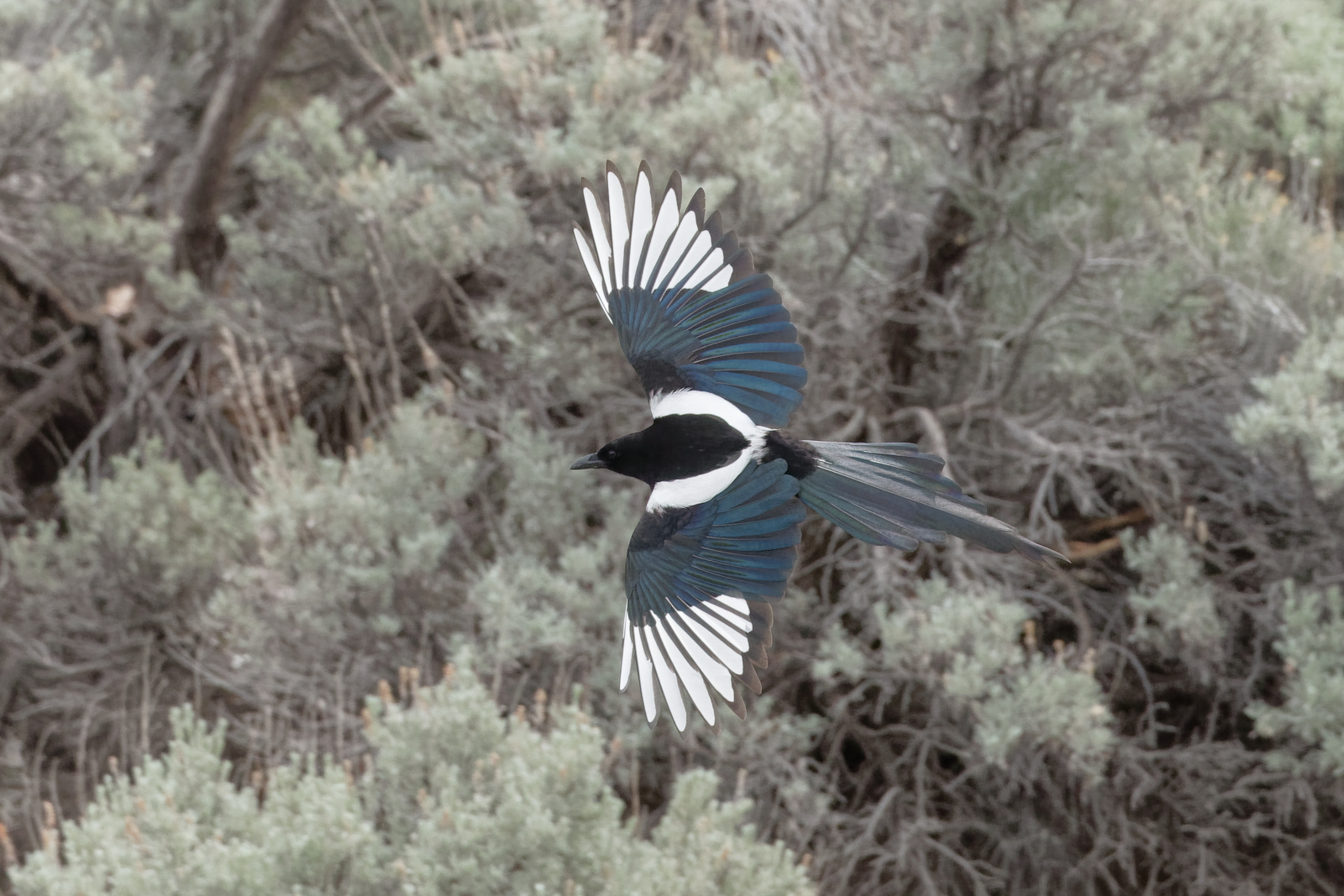 Black-billed Magpie