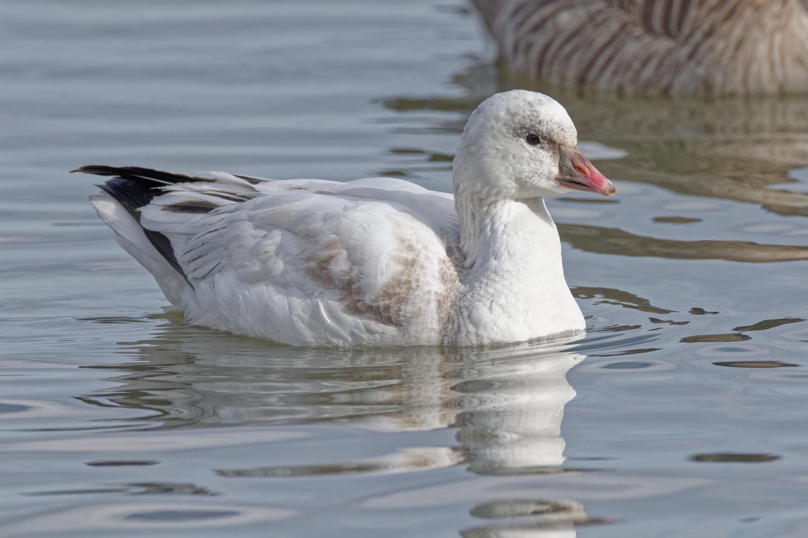 Ross's Goose juvenile