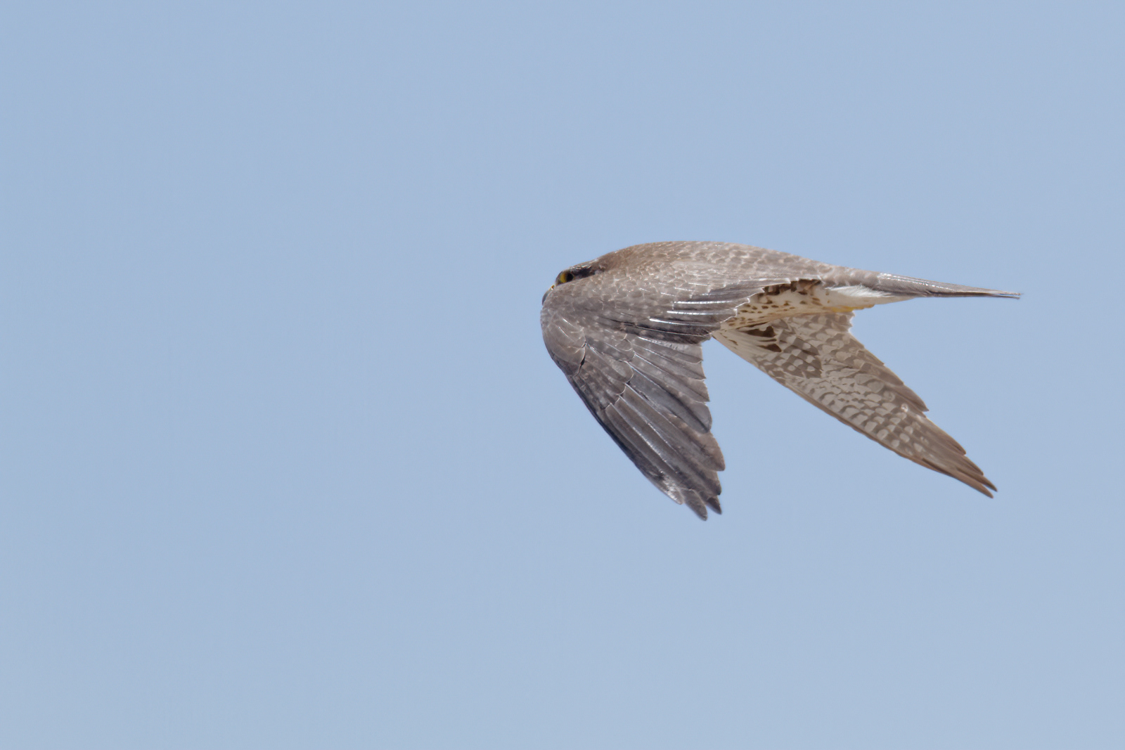 Prairie Falcon