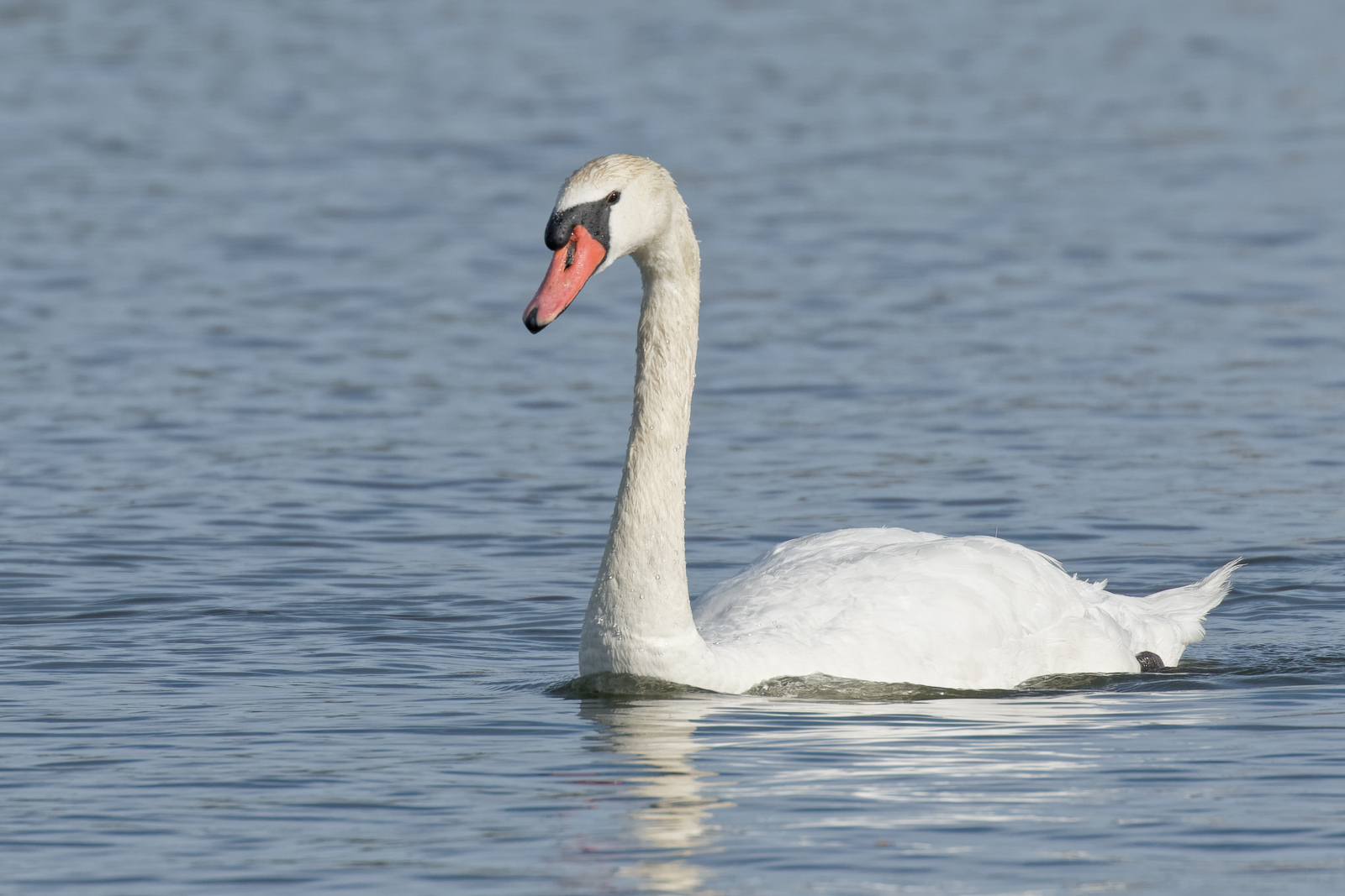 Mute Swan